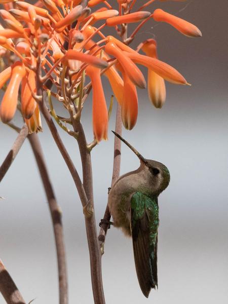 <h3><a href="/trips/Tucson_2023/biota/animalia/chordata/aves/033 apodiformes/004 trochilidae/cynanthus latirostris/cynanthus latirostris-nl.html">Cynanthus&nbsp;latirostris</a> / Broad‑billed&nbsp;hummingbird / Breedsnavelkolibrie</h3>OM-1 met OLYMPUS M.300mm F4.0, 1/3200 sec  bij F4.0, ISO 800, afstand 5.86&nbsp;m